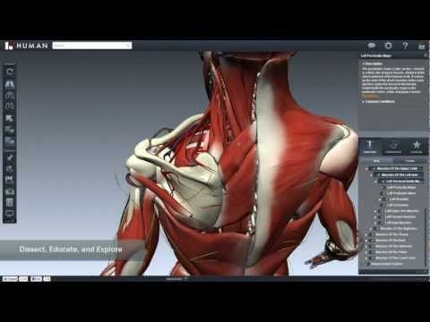 3d anatomy app for windows
